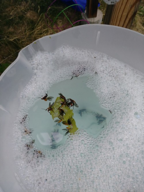 BLERKING ROSE CHAFERS