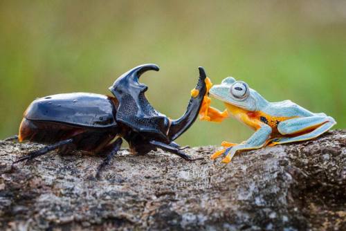 snejkha:  artschoolsucks:  iraffiruse:  Onward, steed!  This happened and humans still think they are the only intelligent life form on earth…   