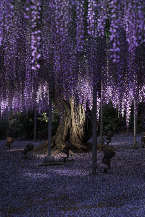 missharpersworld: banshy:  むらさき藤 // Bonjour   this is stunning Purple is my favorite color and this 