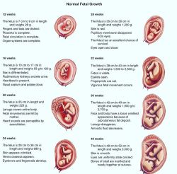 doctordconline:  Normal Fetal Growth… 