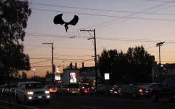 coolxatu: mothman about to get the bucket meal at kfc