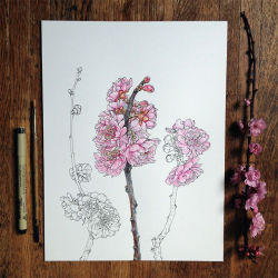 ambivalentheartss:  digbicks:  Noel Badges Pugh  the drawings are more beautiful than the flowers  Wow.