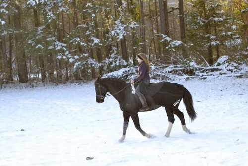 Paint x Percheron Fredericksburg, VA