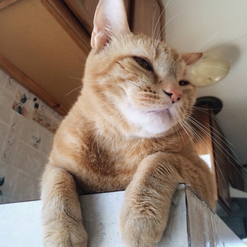 methboyfriends:my cat is a squishy sun god