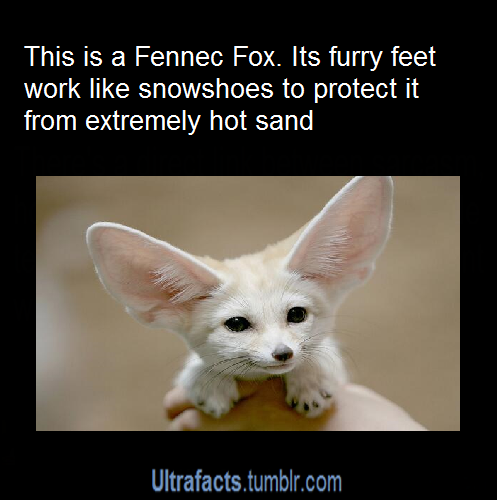 ultrafacts:  Want more facts? Follow Ultrafacts 