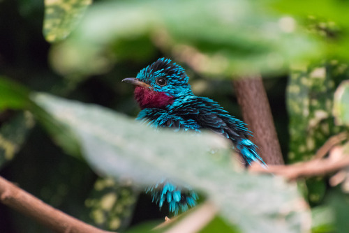 Love the open aviaries in the Woodland Park Zoo Top Row: Male Spangled Cotinga Middle Row: Male and 