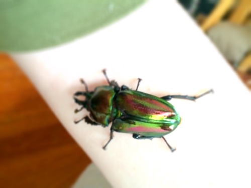 For those who have not yet been introduced… this is April and Andy, my new lovely rainbow stag beetl