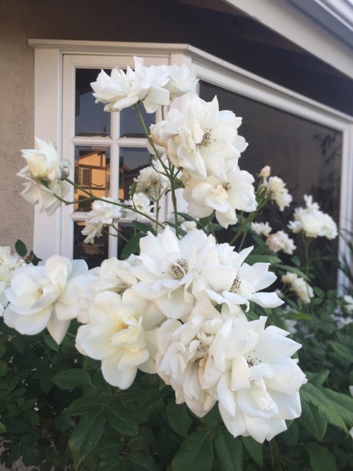 nonpeachy:the roses at my bf’s house were so pretty i just had to take pictures