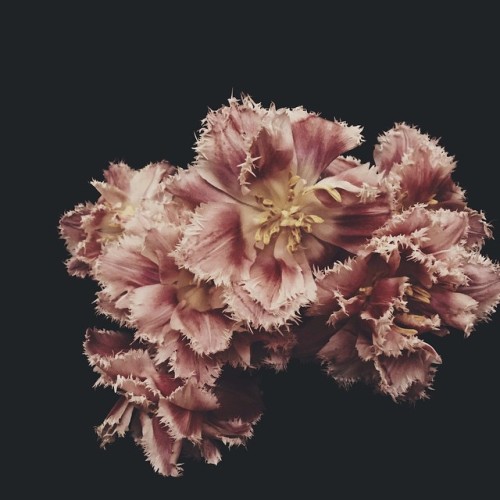 floralls:    florography by ashleywoodsonbailey