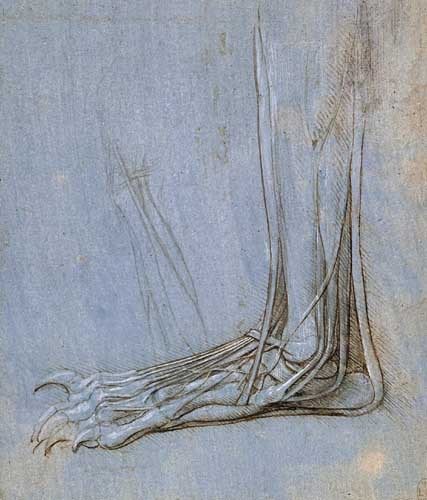 notentirelyunprecedented:artist-davinci:The anatomy of a foot, 1485, Leonardo Da VinciMedium: metalp