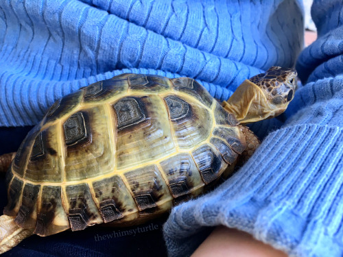 Lap tortoise duty may look like an easy job of snuggling, but there is a lot of hard work watching e