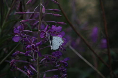 naturalxcauses:visit my page for more nature