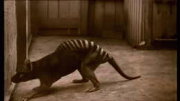 moonlight-wolf-archive - Thylacine Collection