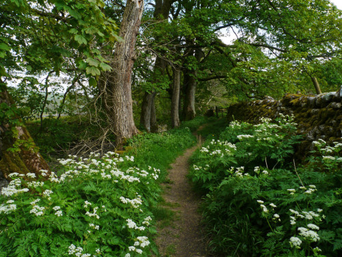 wanderthewood:Littondale footpath - North Yorkshire, England by Niall Corbet