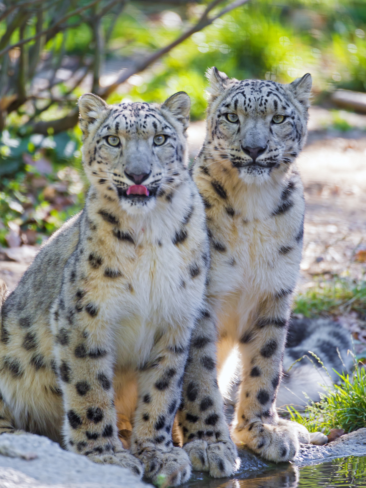 felidae-awareness:  Two snow leopards at the pond | Tambako the Jaguar