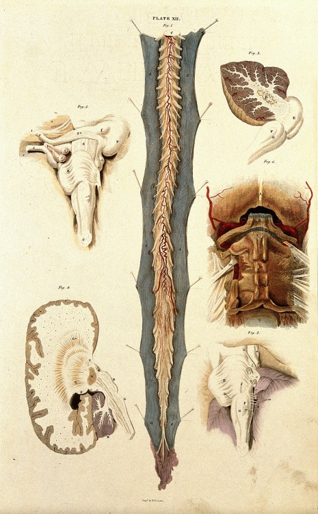 themedicalstate:Brain and spinal cord: six figures showing various portions. Colored line engraving 