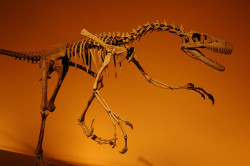 calliope-radiata:  Velociraptor by jcarlos.abad