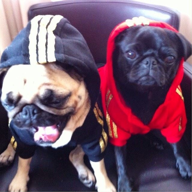 ilovepugs4ever:  Follow Dog Quotes.