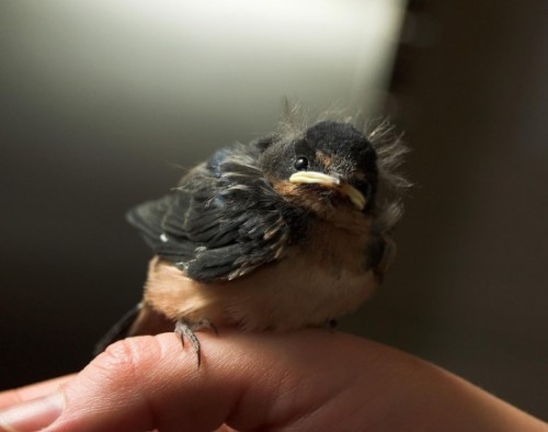 floooozie:Baby Barn Swallow I miss seeing these little guys every summer