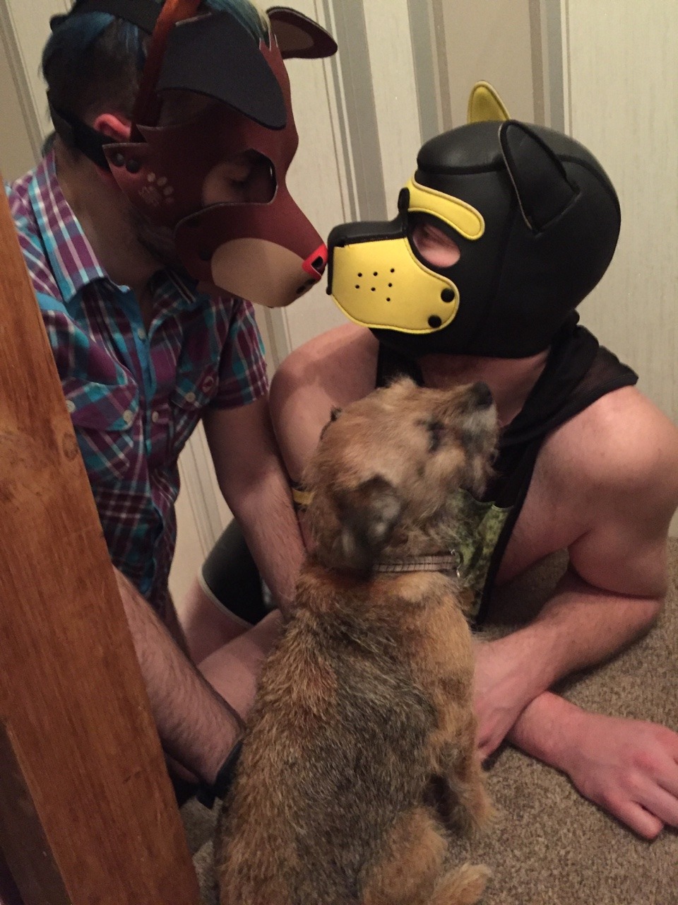 puppy-apollo:  handlerdean:  It’s birthday pup @puppy-apollo being given presents