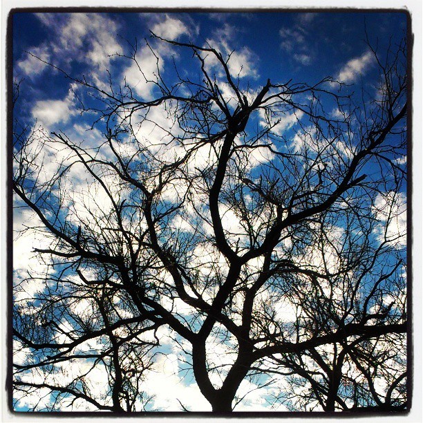 #tree #sky #clouds #blue #nature