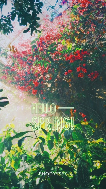 -Spring Wallpapers bring LUCK :-)Hey how was your weekend? It already feels like spring yayHere are 