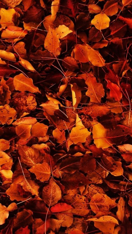 danceswithpandasss:Fall Wallpapers (found online)