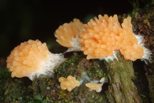 The slime moulds are pretty active in the woods at the moment. These ones are maybe Tubulifera arach