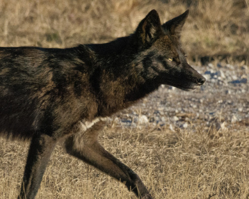 werewolfstripclub: A black phase coyote photographed by Mark Vukovich!