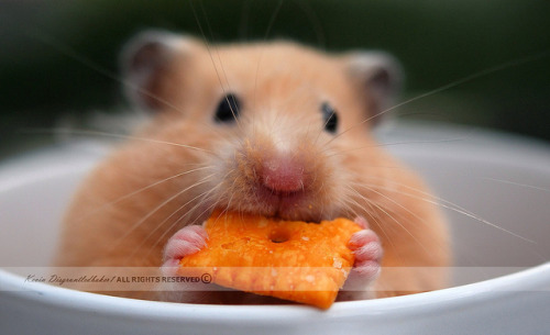 hamsters-in-cups:The photograph above is “More Cheez It”, the Thrilling Sequel to the Internationall