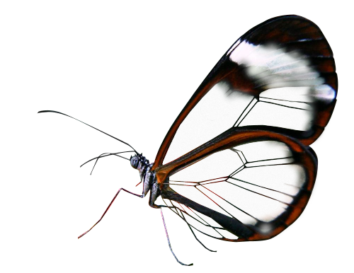 totallytransparent:Semi Transparent Glasswing Butterfly (Wings are opaque)Made by Totally Transparen