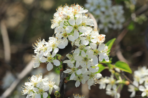 April in an Appalachian forest.From top: ramp (Allium tricoccum); pin cherry (Prunus pensylvanica), 