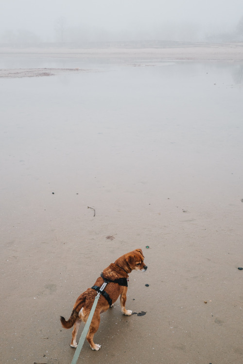 Foggy Dog Beach with Callie