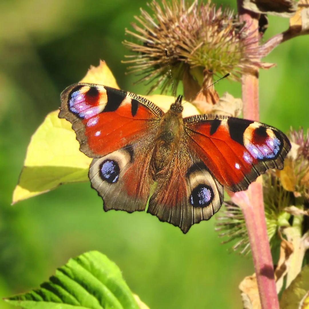 On one bush I found almost every common butterfly from the UK. I don’t see too many of these Peacock butterflies very often so thought I’d share it.
#butterfly #peacockbutterfly #nature #colourful (at...