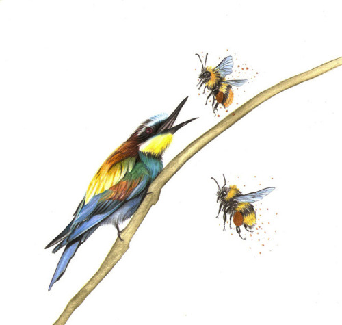 operationgaia:Bee Eater Margaryta Viktorivna Colored Pencils and acrylicwww.instagram.com/ma