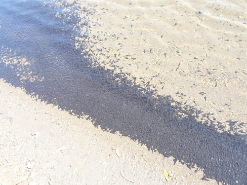 tropius:  frogofficial:  toadschooled:  A ridiculous amount of Japanese toad tadpoles [Bufo japonicus] in Miyazaki Prefecture, Japan. Wish I could have some… [x]  All the tiny frogs sons.  the fuckin bufos hanging out in the bufo corner