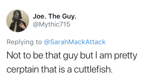 damnkittydotcom:celticfox18:….But he is right…. That’s a cuttlefish….it’s not a cuttlefish 