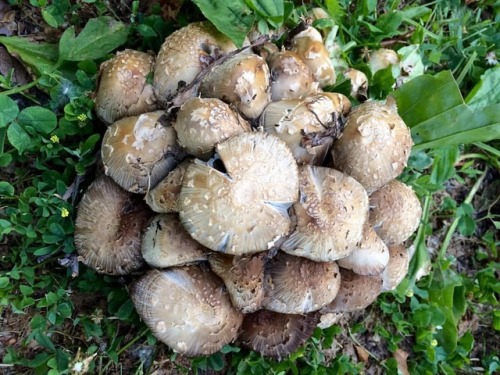 #bouquet #nontraditionalbride #mushroom #mushroomhouse #naturelover #nature #walkingthedog #mushroom