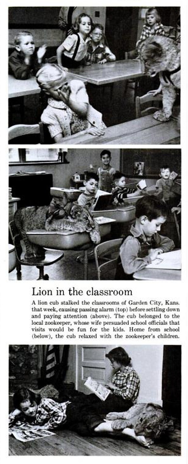 Lion in the classroom, 1972.