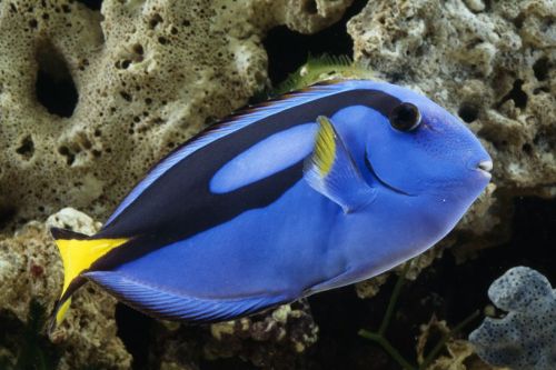 zoologicallyimprobable: POPULAR ‘FINDING DORY’ PETITION ASKS DISNEY TO PROTECT BLUE TANG