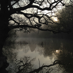 thespectraldimension:Trent Park misty lake