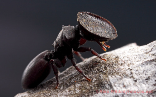 perfectlyscrumptious: my-wanton-self: gonatistagrisea:  Cephalotes varians, otherwise known as the d