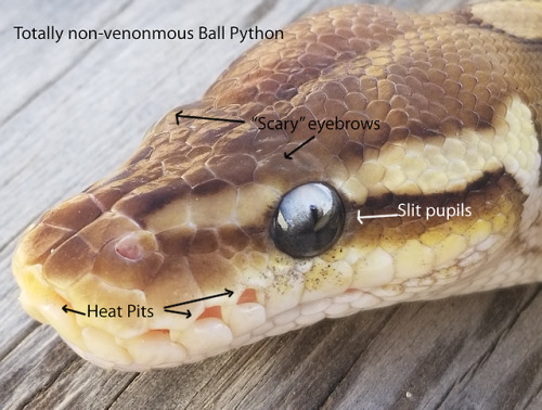 fuckingconversations: Why this chart is bullshit: Heat pits just say a snake hunts for warm-blooded prey.  Slit pupils help snakes precisely judge distance for an ambush, while round pupils are for active foraging   chase-hunting. Like, garter snakes