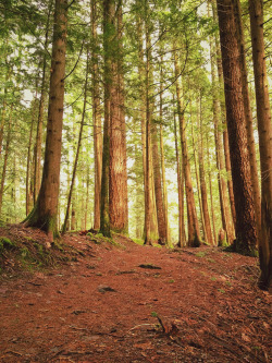 feelmyvibesss:  sitoutside:  The trail  by  rorytucker    * * ☽ * ☀ * ☾ * *