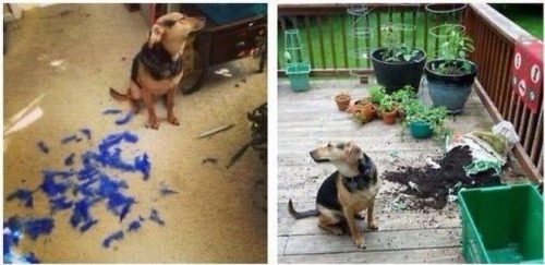 poyzn:  Animals that are innocently awesome.