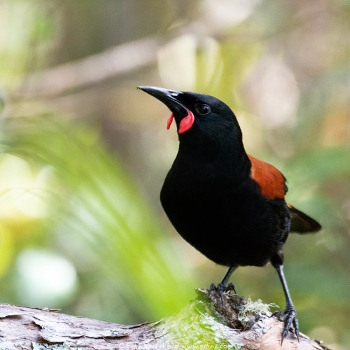 edinzphoto: Tīeke are such neat birds, and I love their endless chatter. #birdventurenz #your_best_b