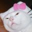 hhhhhhellokitty-blog