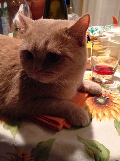 thanks for sitting on my napkin, it&rsquo;s not like i use it for my mouth right