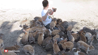 Guy Is Smothered By Bunnies On Bunny Island (That’s A Real Place, Not Something We Dreamed)