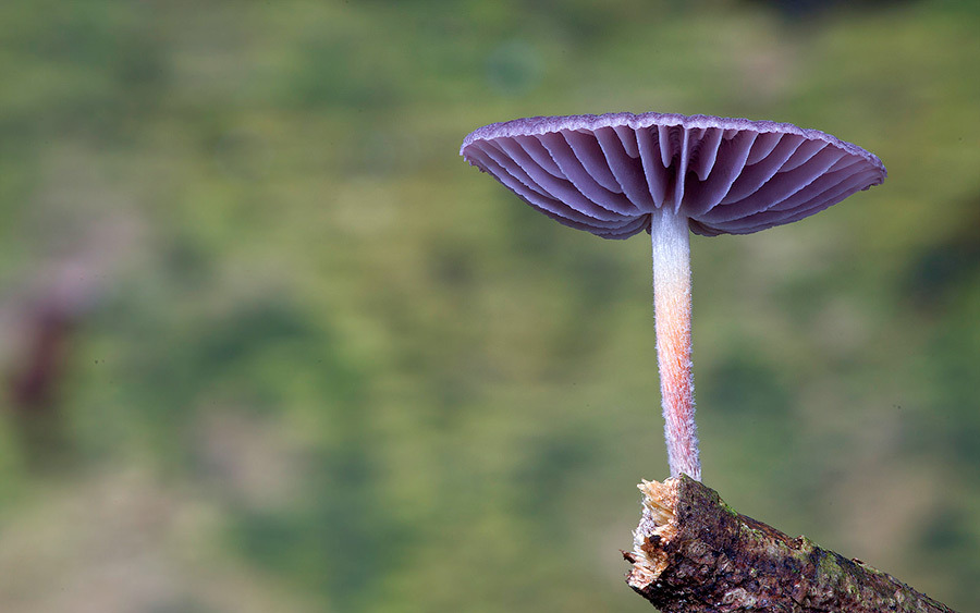 mayahan:  Australian Fungi Photographed by Steve Axford